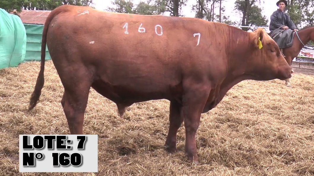 Lote 3 Toros a remate en La Empastada, Durazno