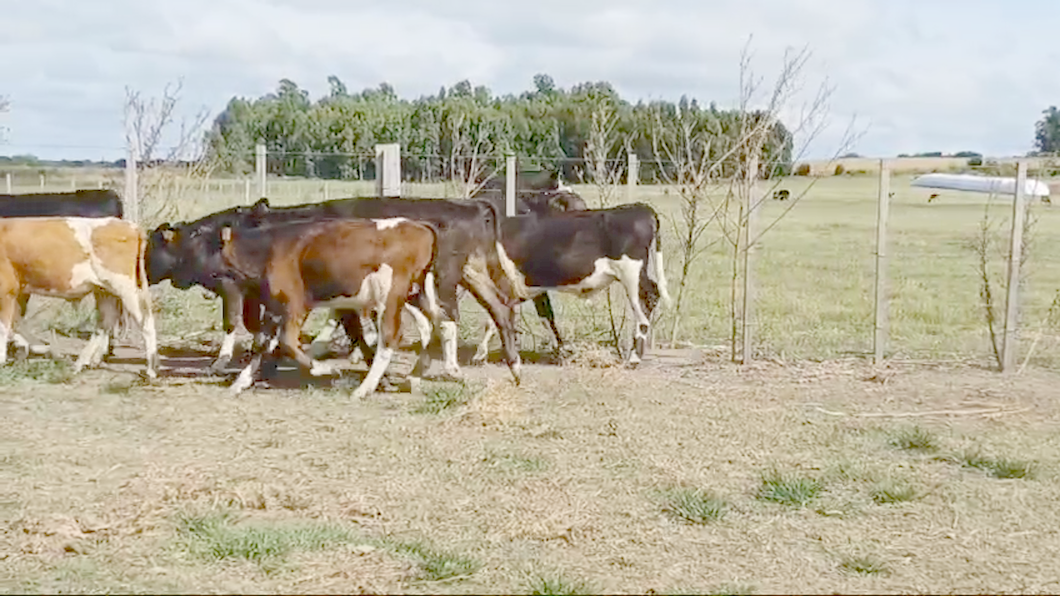 Lote 7 Terneros Holando 4 HO - 3 AA/ HO a remate en #42 Pantalla Carmelo  150kg -  en COSTAS DEL CUFRE