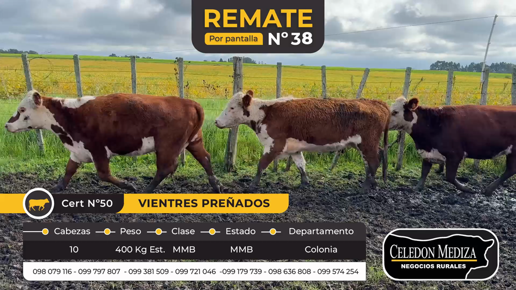 Lote 10 Vientres Preñados en Colonia