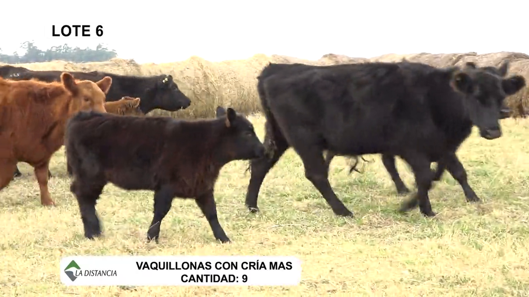 Lote Vaquillonas Mas Paridas