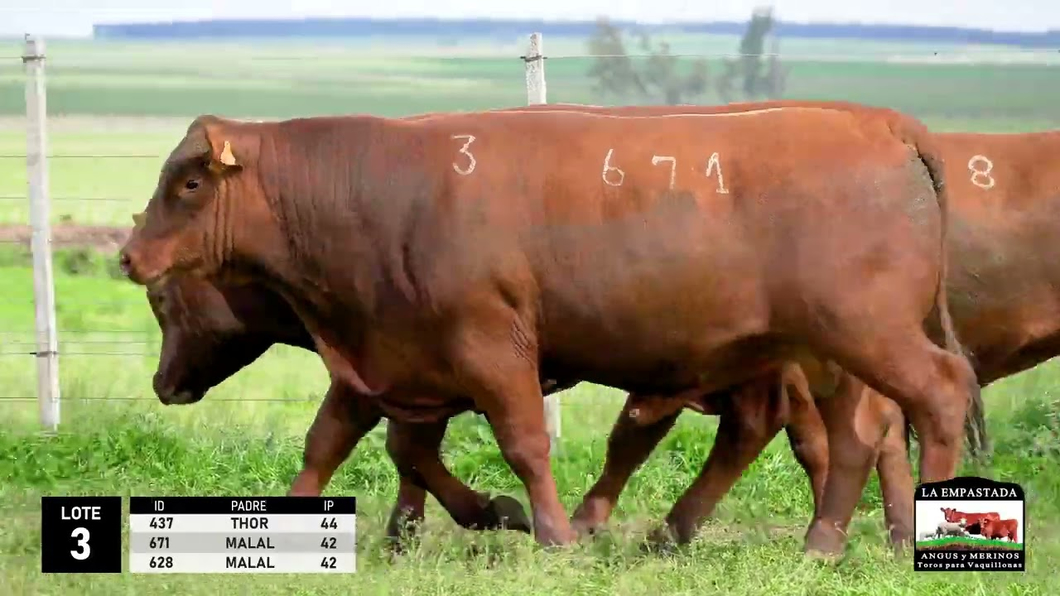 Lote 3 Toros Red Angus a remate en La Empastada - Hotel Santa Cristina, Durazno