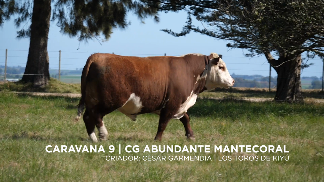 Lote CG ABUNDANTE MANTECORAL