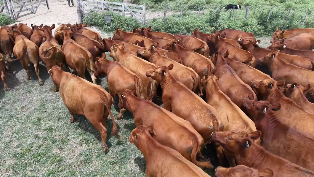 Lote 71 Vaquillonas preñadas