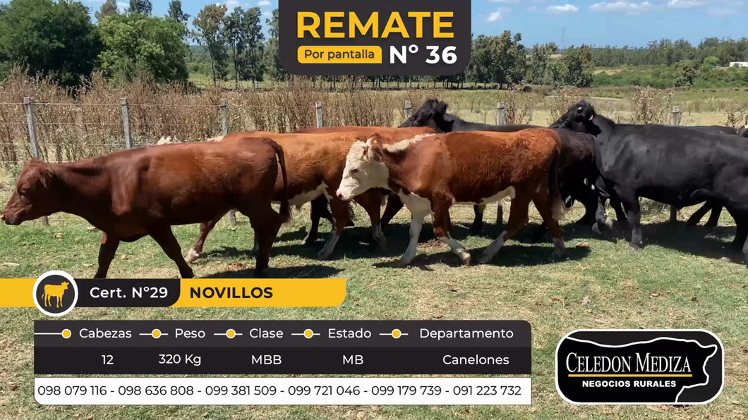 Lote 12 Novillos 1 a 2 años en Otra Localidad, Canelones