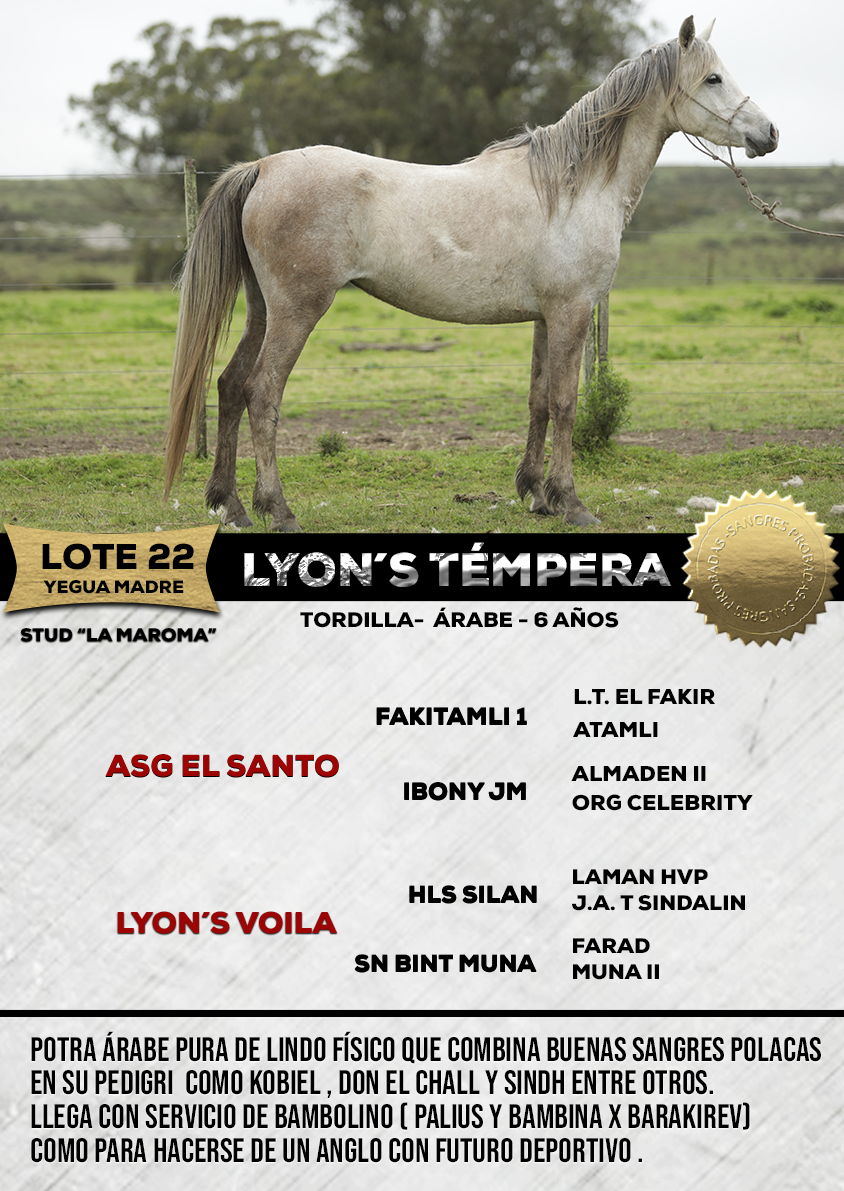 Lote LYON´S TÉMPERA