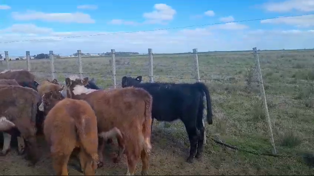 Lote 22 Terneras Hereford a remate en Pantalla Aniversario - Escritorio Camy en San Gregorio