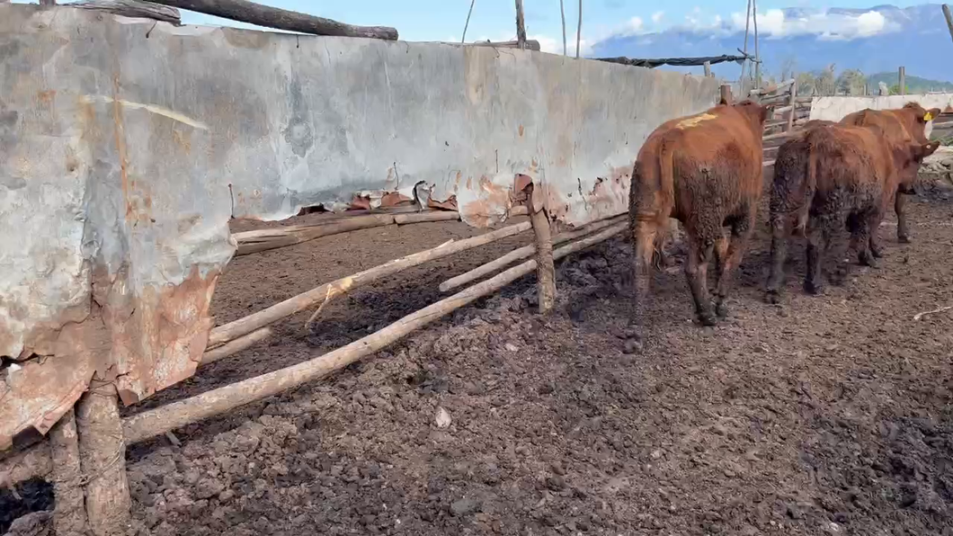 Lote 22 Vaquilla Gorda en Mostazal, VI Región O-Higgins