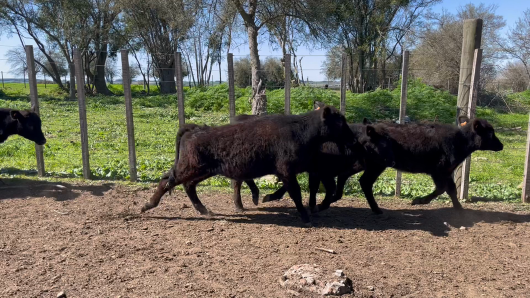 Lote TERNEROS Y TERNERAS