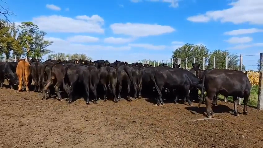 Lote 54 Novillos 1 a 2 años ANGUS a remate en #42 Pantalla Carmelo  320kg -  en CERROS DE LAS ARMAS