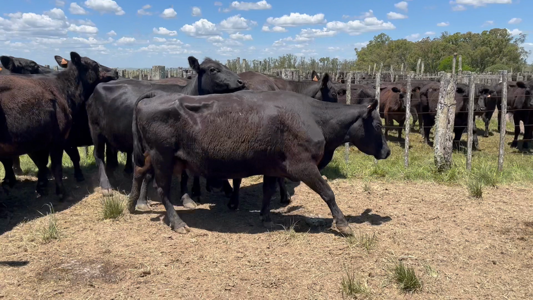 Lote 12 Vacas preñadas