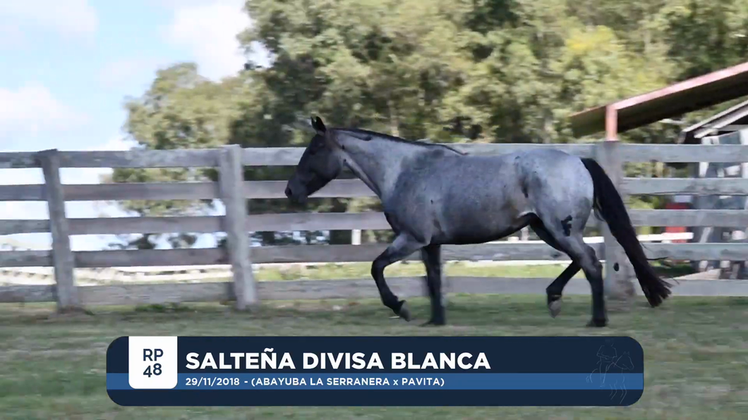 Lote ALTEÑA DIVISA BLANCA