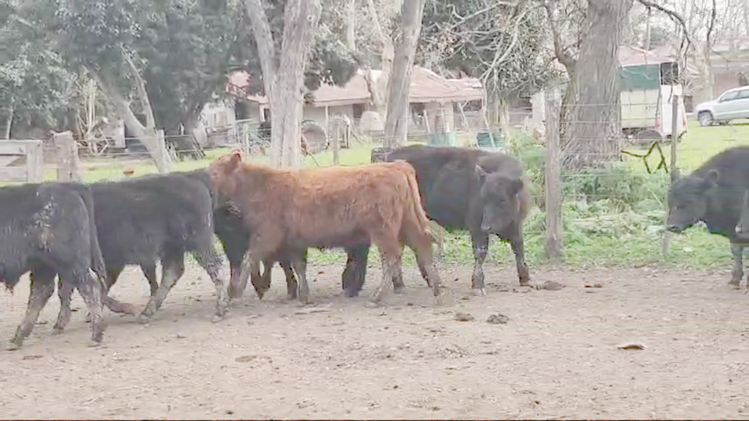 Lote 68 Terneros/as en Magdalena, Buenos Aires