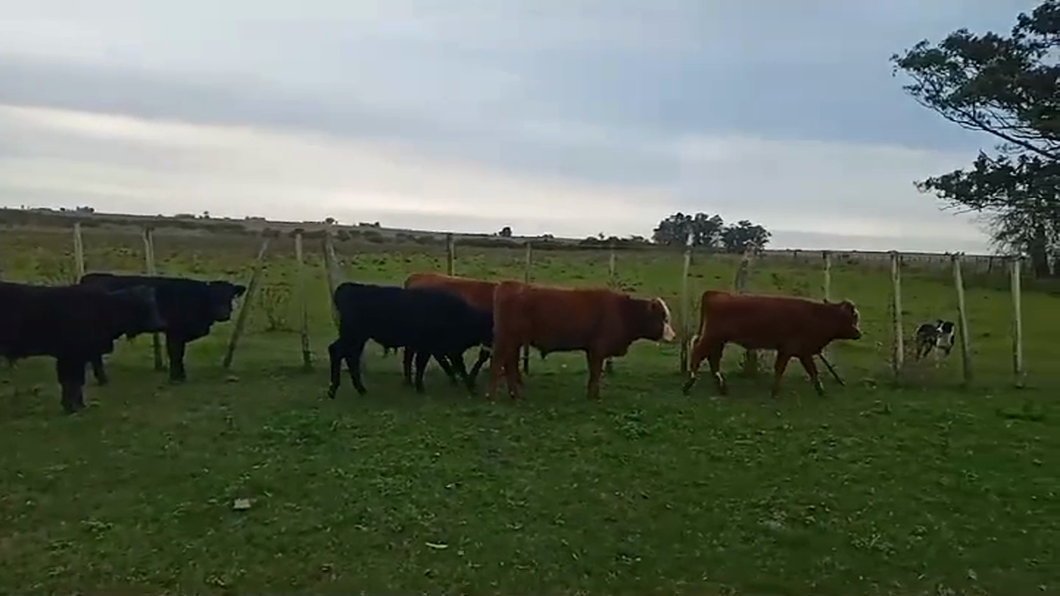 Lote (Vendido)9 Terneros HEREFORD/ ANGUS a remate en #46 Pantalla Carmelo 185kg -  en LA CONCORDIA