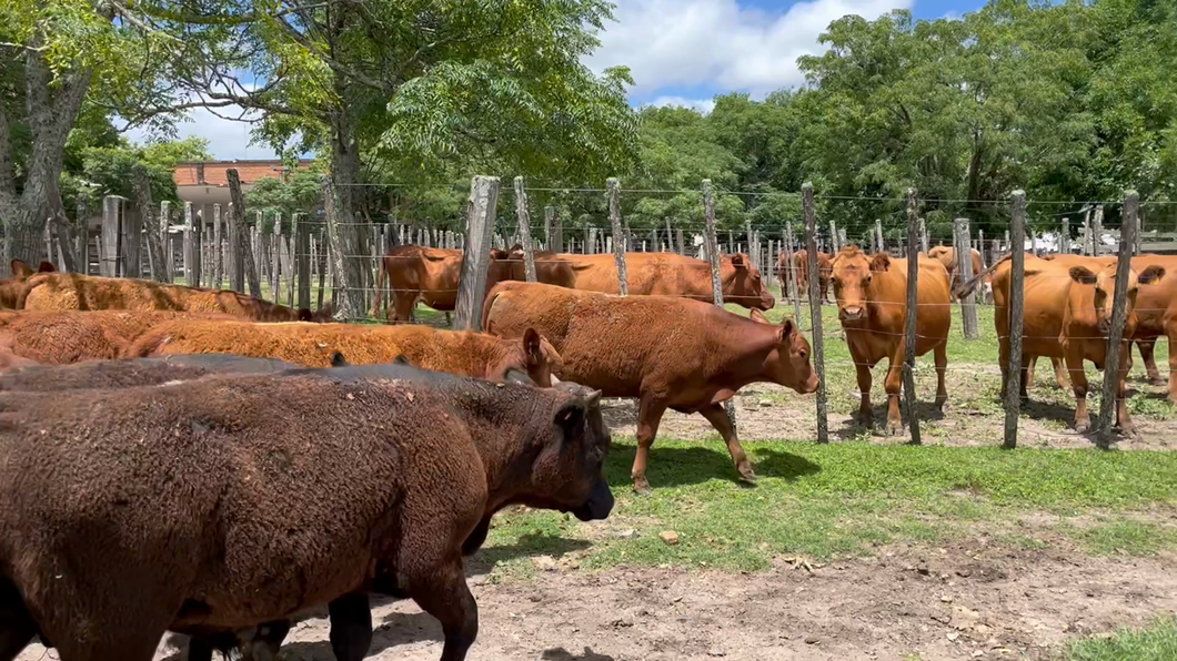 Lote 12 Terneros