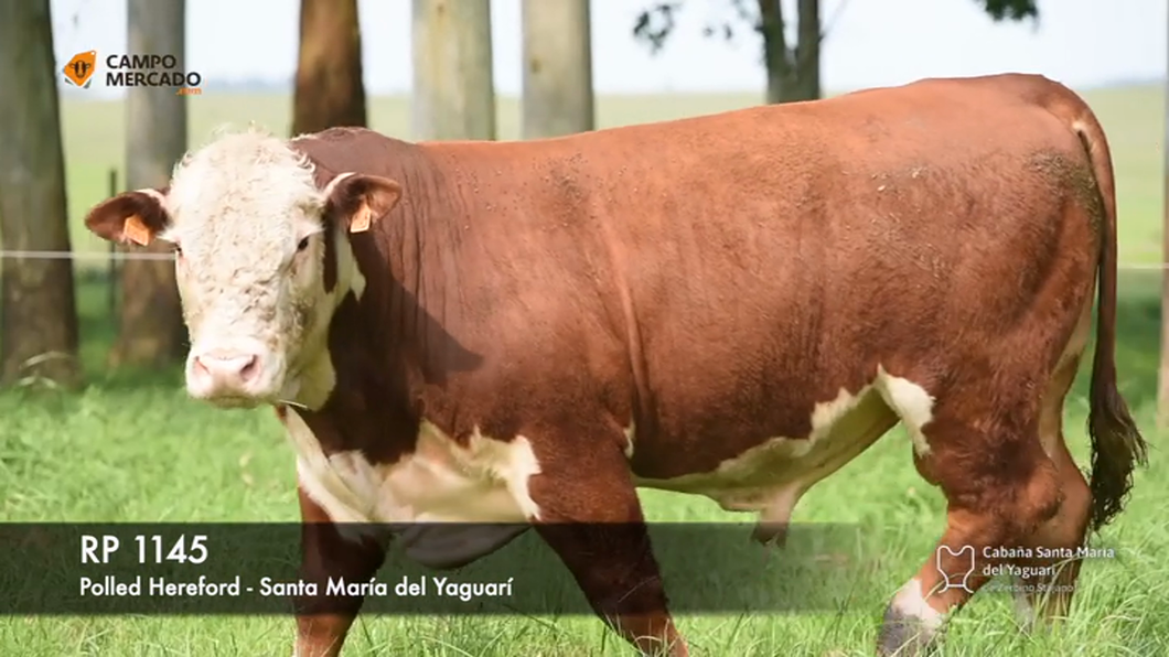 Lote (Vendido)Toros Hereford P.I a remate en Subasta Santa Maria del Yaguari, Tacuarembó