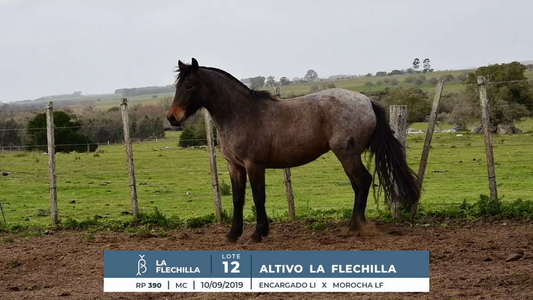 Lote ALTIVO LA FLECHILLA