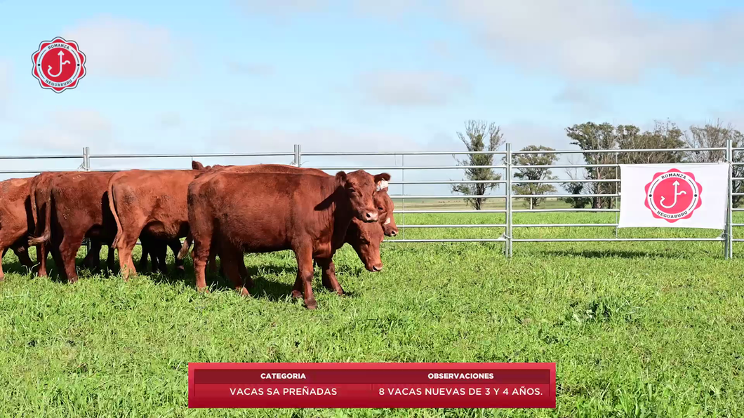 Lote 8 Vacas SA Preñadas a remate en 8º Remate Anual - Estancia Romanza 557kg - , Tacuarembó