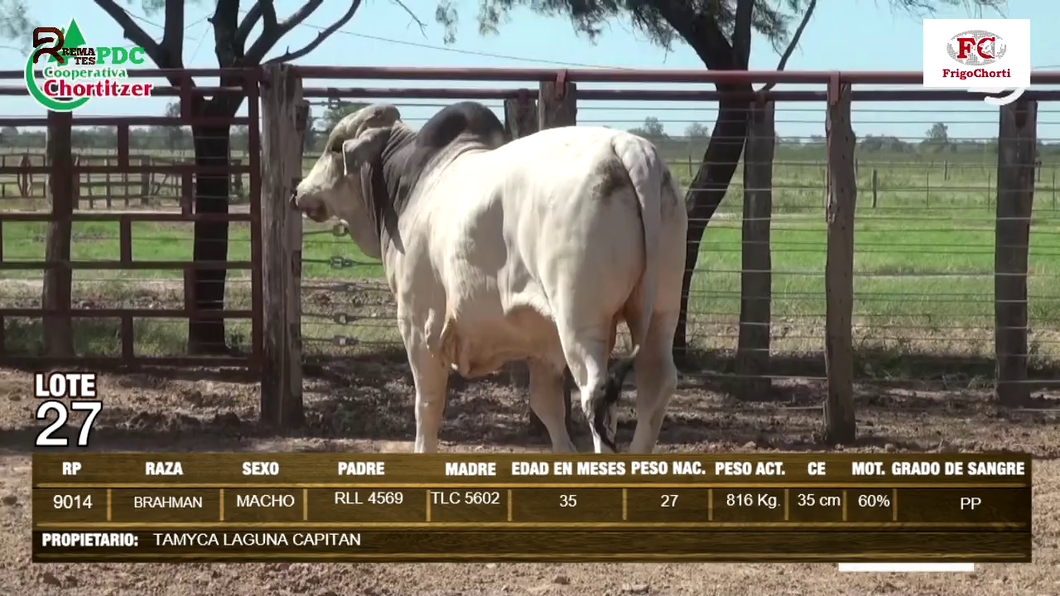 Lote Machos BRAHMAN a remate en Expo Pioneros 24 de Mayo 2024 en Pioneros del Chaco S.A.