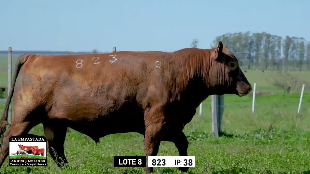 Lote Toros a remate en Toros para Vaquillonas - La Empastada, Durazno