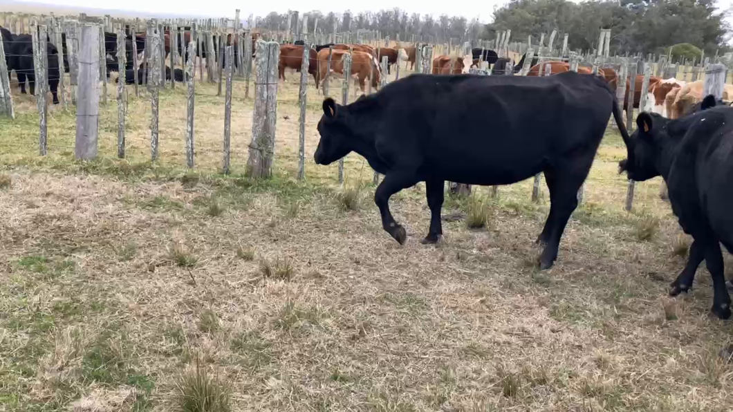Lote 10 Vaca en Tupambaé, Cerro Largo