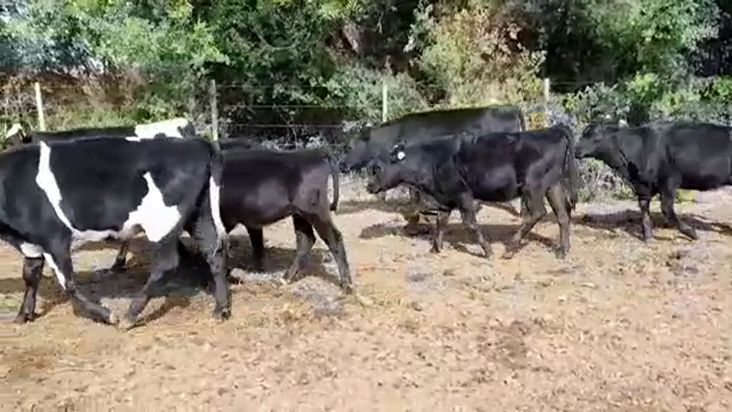 Lote TERNERAS