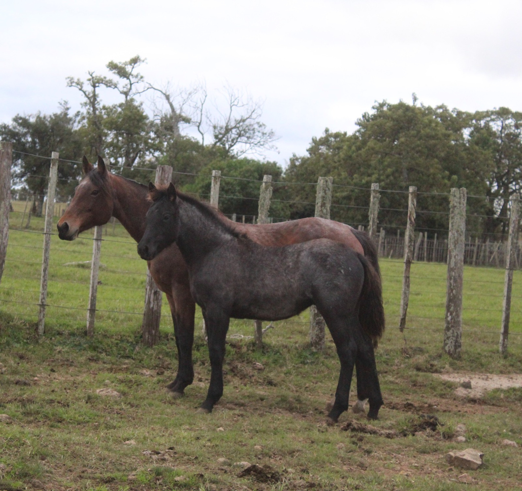 Lote QUERENCIA SORPRESA