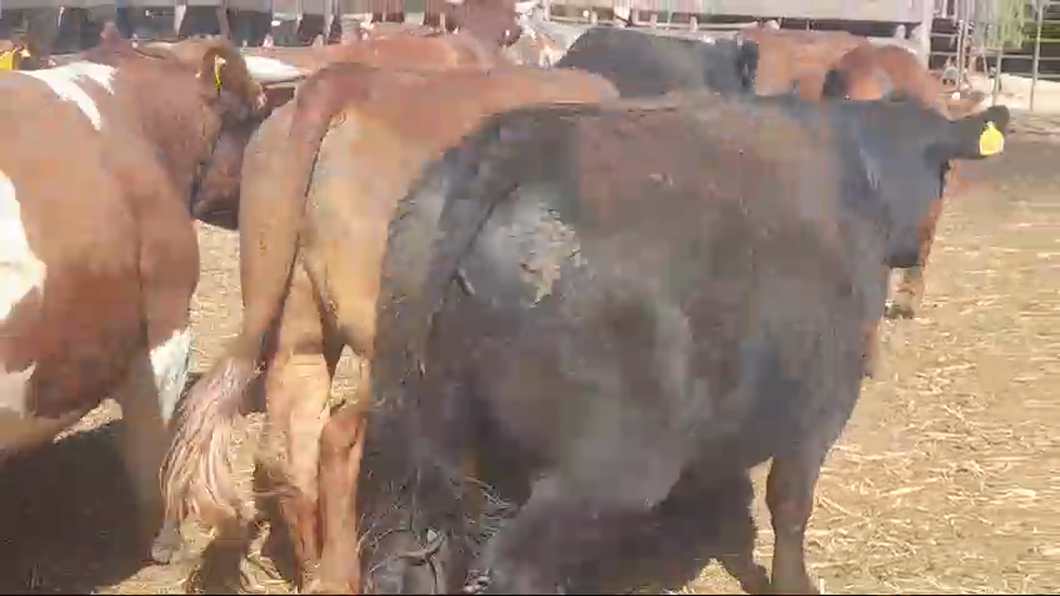 Lote 45 Novillo Gordo en Yerbas Buenas, VII  Región Maule