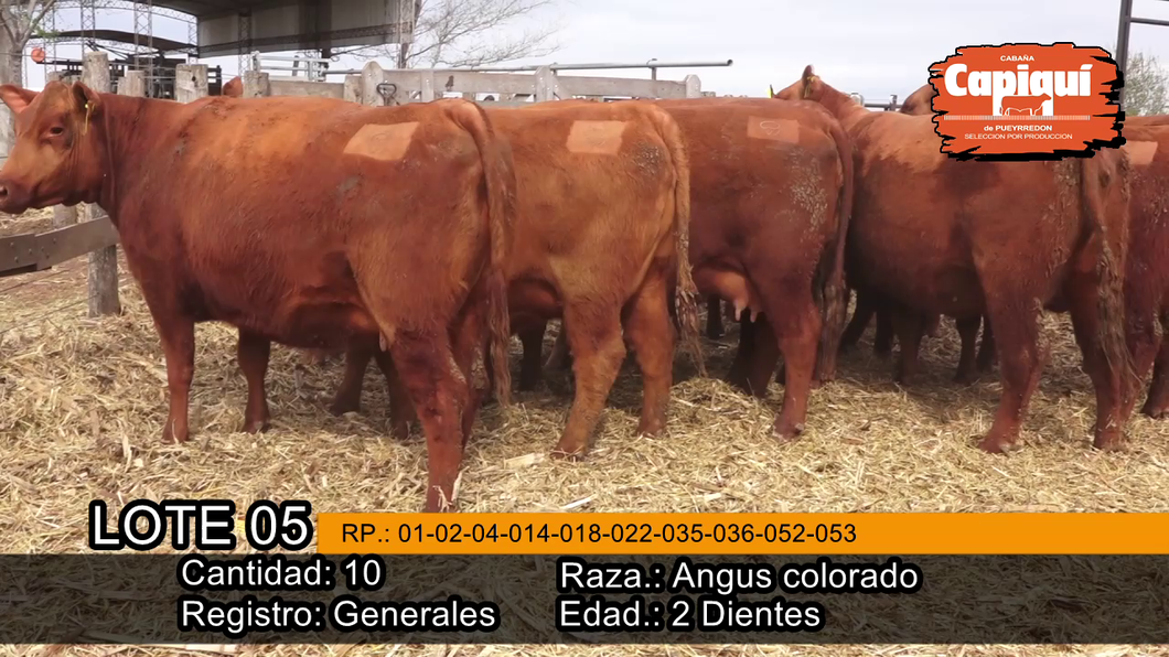 Lote VAQ.  PREÑADAS