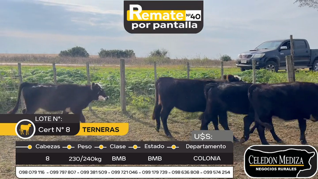 Lote 8 Terneras en Colonia