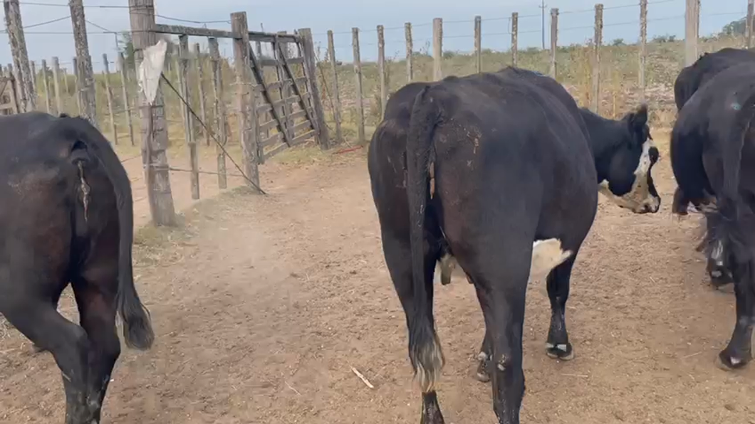 Lote 6 Vacas de Invernada Nuevas a remate en Pantalla Camy - Liquidación de Estancia en Santa Lucia