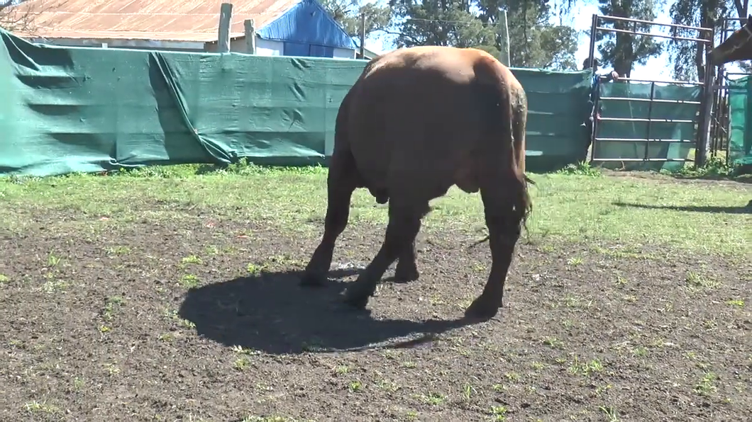 Lote Toros a remate en TOROS PARA VAQUILLONAS en Cabaña La Empastada