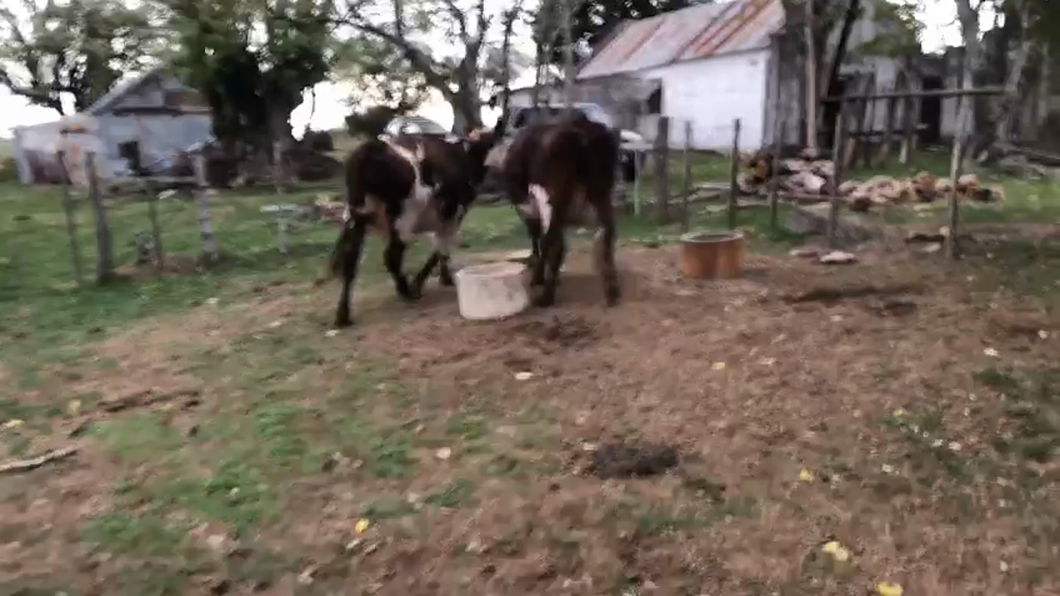 Lote 2 Vacas Normando
