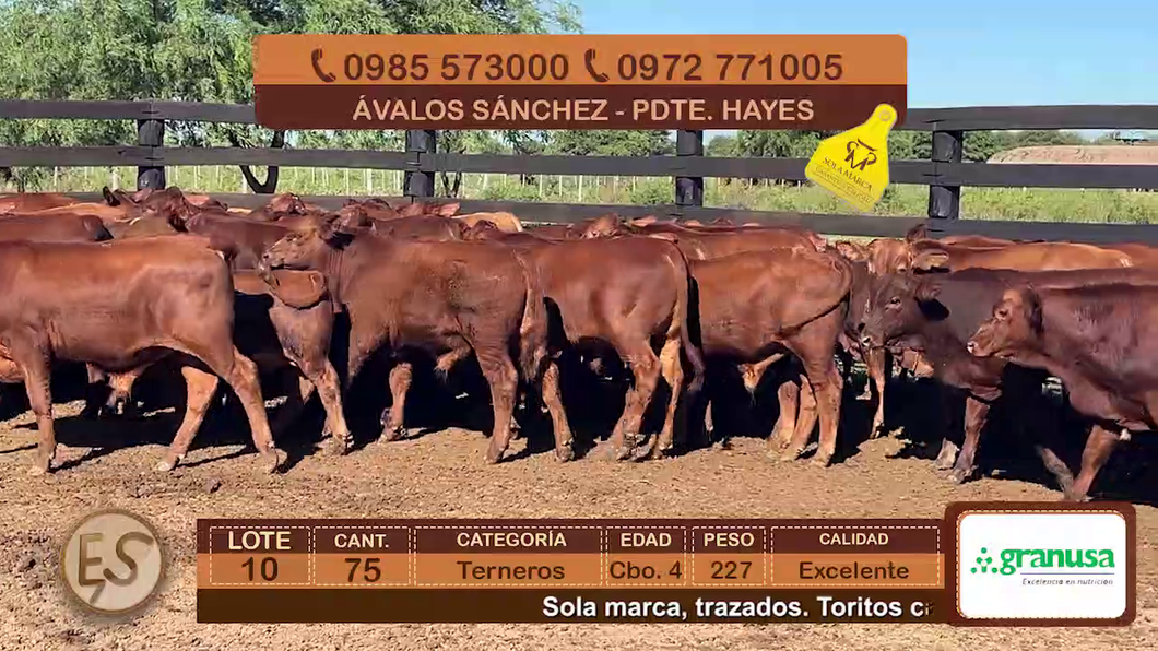 Lote (Vendido)75 Terneros Cbo 4 a remate en Feria Elite de Terneros Cbo 4 - DEL DUERO SA 227kg - , Presidente Hayes