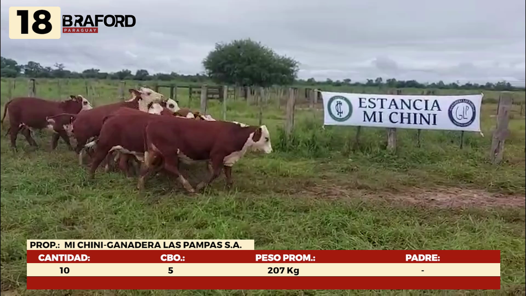 Lote LOTE 18