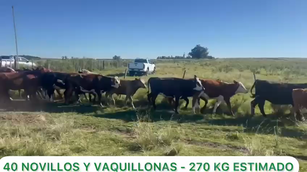 Lote Novillos y Vaquillonas