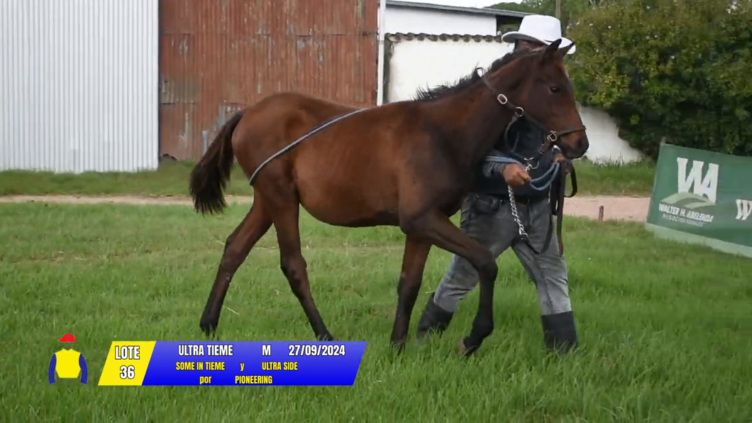 Lote ULTRA TIEME