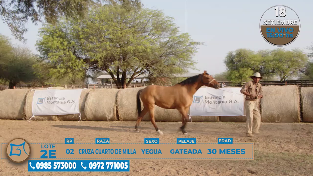 Lote Yegua Cruza Cuarto de Milla