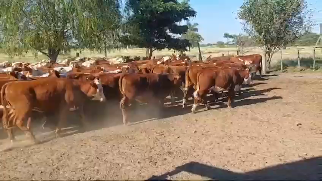 Lote 90 Vaquillonas en Curuzú-Cuatiá, Corrientes