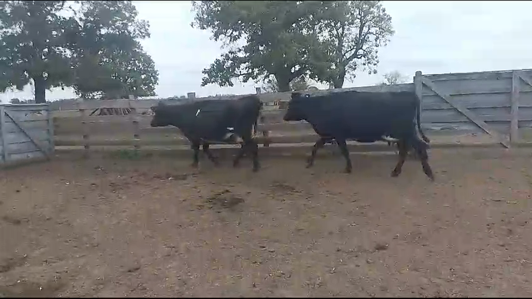 Lote 2 Vacas de Invernada Cr Kiwi a remate en Aniversario 115 Años - Camy 550kg -  en Arroyo Llano