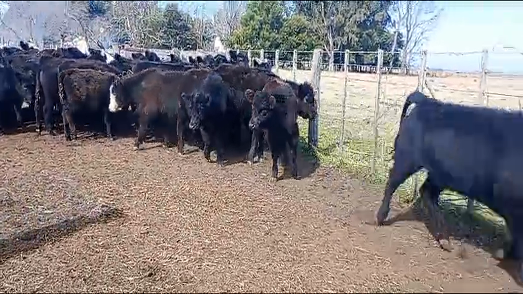 Lote 66 Terneros/as en Ayacucho, Buenos Aires