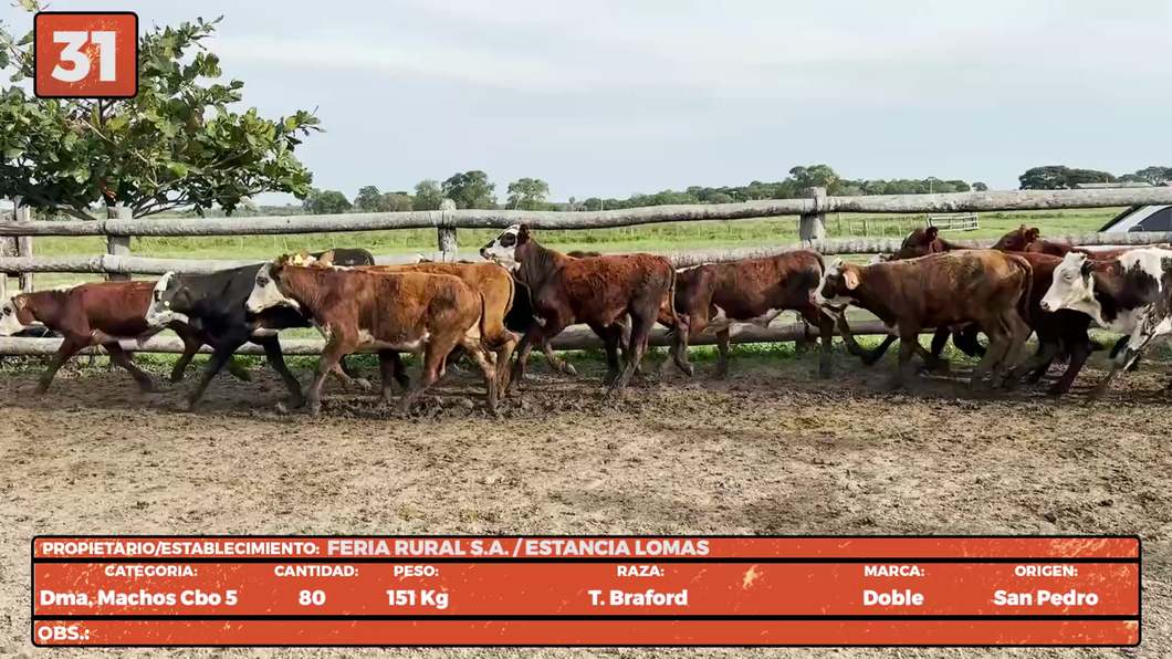 Lote LOTE 31