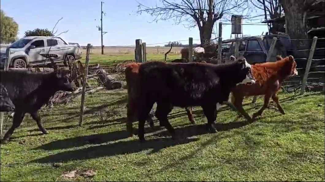 Lote TERNEROS/AS