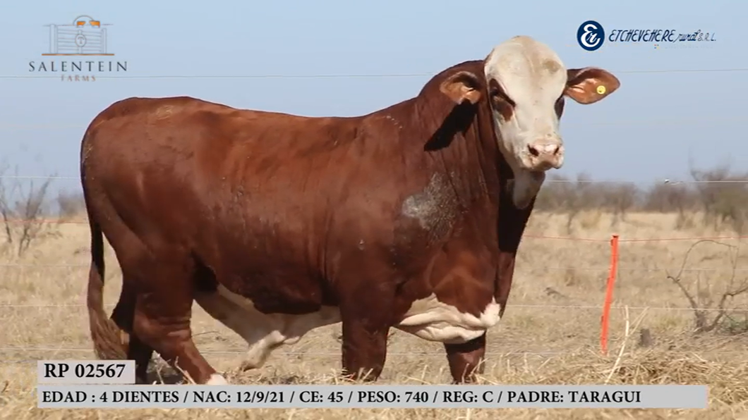 Lote Toro Braford