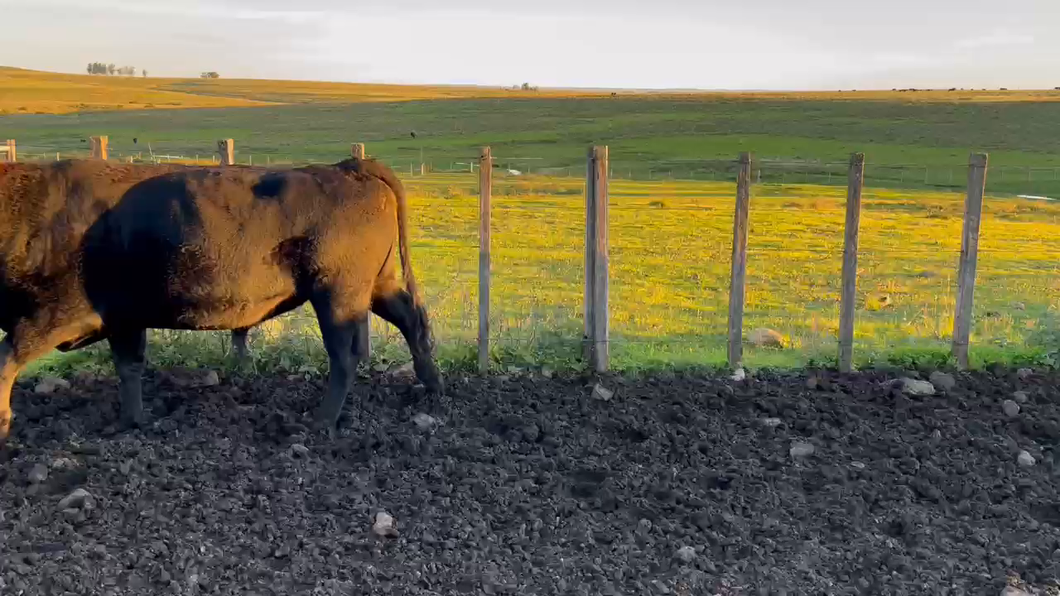 Lote 6 Toros de industria A/ ANGUS a remate en Pantalla - Luis Zaldua 600kg -  en CARUMBE