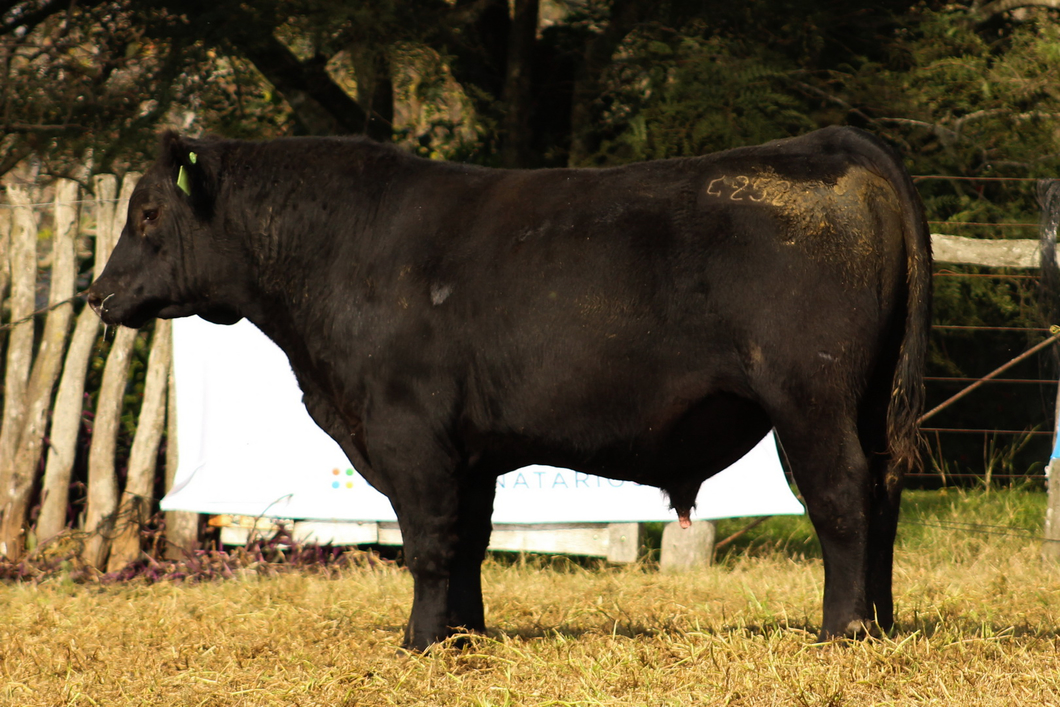 Lote CABAÑA COEMBOTÁ: RP 252