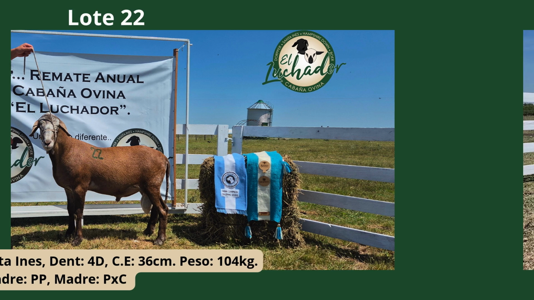 Lote PxC