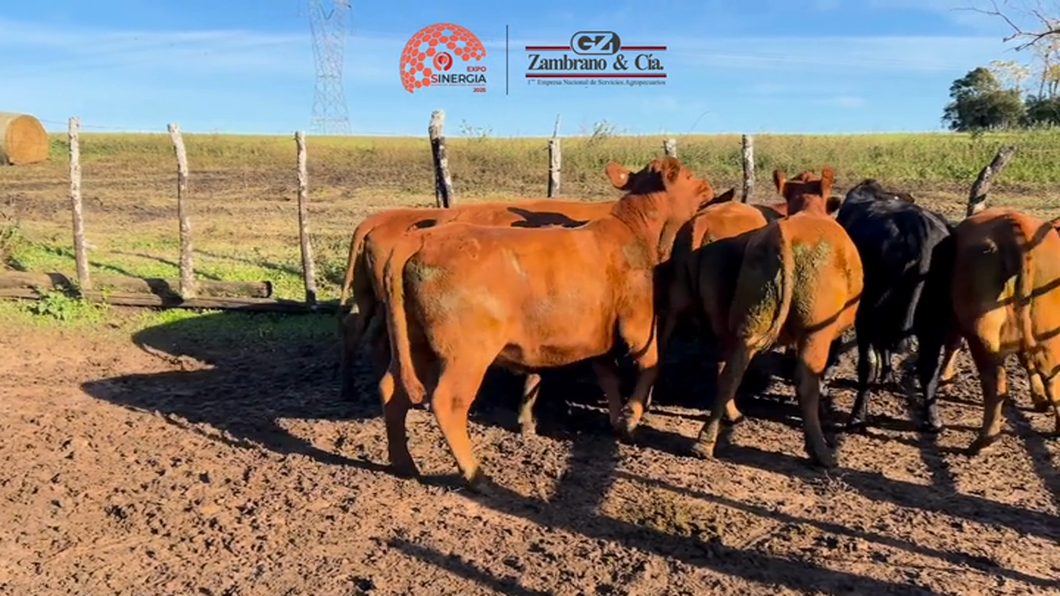 Lote Lote 21