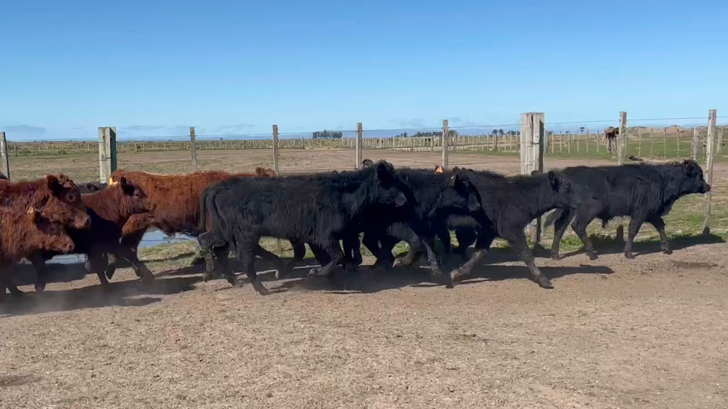 Lote 105 Terneros en Costas de Ayala, Treinta y Tres