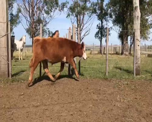 Lote 41 Novillos en Artigas