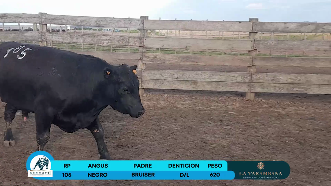 Lote Toros Angus a remate en Los Clase A 620kg - , Rocha